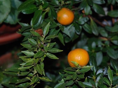 DSC_0179.JPG (84.25 KiB) Osservato 778 volte DSC_0179.JPG