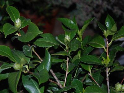 DSC_0180.JPG (89.64 KiB) Osservato 778 volte DSC_0180.JPG