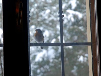 DSC_0132-1.JPG (364.22 KiB) Osservato 778 volte DSC_0132-1.JPG