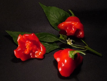 Bishop's Crown.jpg Bishop's Crown.jpg