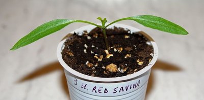 Habanero Red Savina.jpg (42.35 KiB) Osservato 1313 volte Habanero Red Savina.jpg