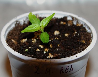 Habanero Red.jpg (56.39 KiB) Osservato 1313 volte Habanero Red.jpg