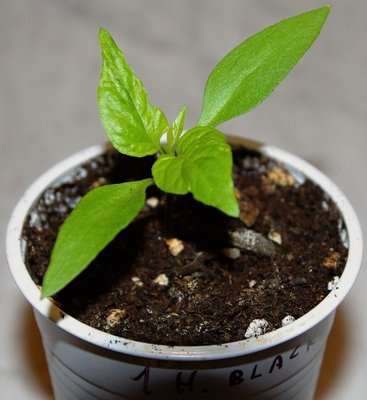 Habanero Black.jpg (72.16 KiB) Osservato 1313 volte Habanero Black.jpg
