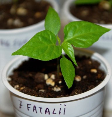 Fatalii Yellow.jpg (61.27 KiB) Osservato 1313 volte Fatalii Yellow.jpg