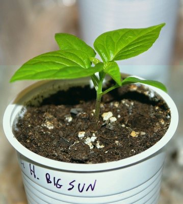 Habanero Big Sun (2).jpg (78.2 KiB) Osservato 1312 volte Habanero Big Sun (2).jpg