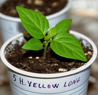 Habanero Yellow Long.jpg (81.33 KiB) Osservato 1312 volte Habanero Yellow Long.jpg