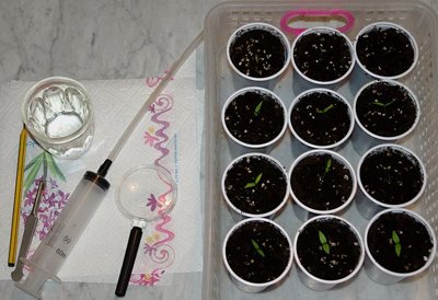 Piantine con attrezzi.jpg (87.29 KiB) Osservato 879 volte Piantine con attrezzi.jpg