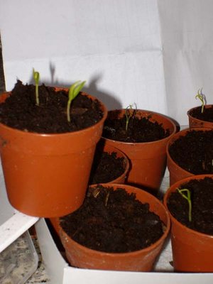 peperoncini2.jpg (45.61 KiB) Osservato 1108 volte peperoncini2.jpg