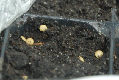 germ1.JPG (80.7 KiB) Osservato 1116 volte germ1.JPG