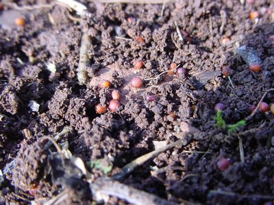 semi-o-uova.JPG (215.3 KiB) Osservato 963 volte semi-o-uova.JPG