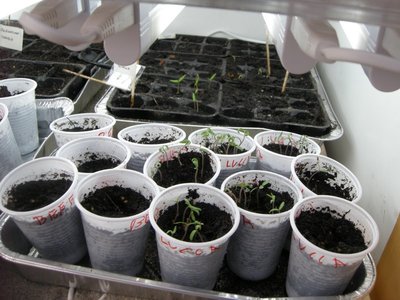 DSCN8372.JPG (111.28 KiB) Osservato 791 volte DSCN8372.JPG