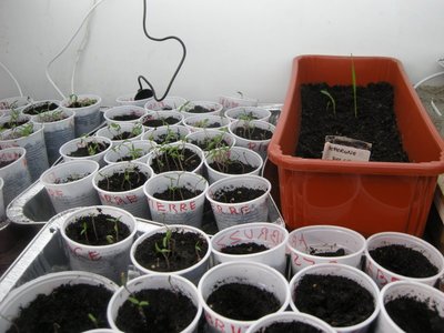 DSCN8374.JPG (101.95 KiB) Osservato 791 volte DSCN8374.JPG