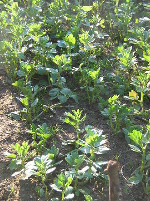 fave1.jpg (62.56 KiB) Osservato 902 volte fave1.jpg