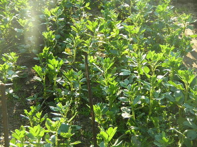 fave2.jpg (84.66 KiB) Osservato 902 volte fave2.jpg