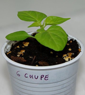 Chupethino.jpg (57.49 KiB) Osservato 1035 volte Chupethino.jpg