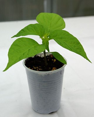 Habanero Black.jpg (42.76 KiB) Osservato 1035 volte Habanero Black.jpg