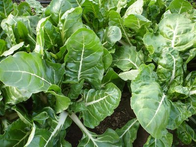 P1050365.JPG (112.79 KiB) Osservato 1457 volte P1050365.JPG