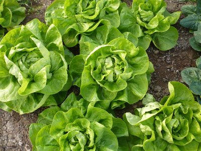 P1050366.JPG (117.71 KiB) Osservato 1457 volte P1050366.JPG