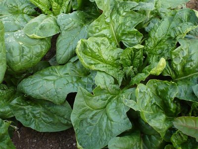 P1050370.JPG (103.49 KiB) Osservato 1456 volte P1050370.JPG