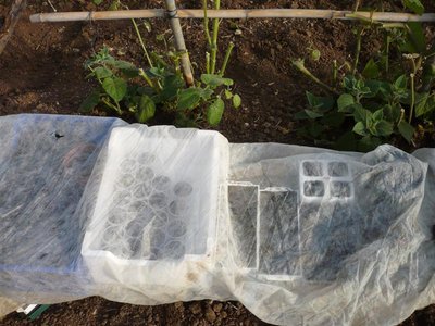 P1050371.JPG (97.15 KiB) Osservato 1456 volte P1050371.JPG