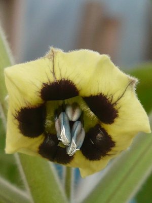 P1030299.jpg (96.82 KiB) Osservato 1388 volte P1030299.jpg