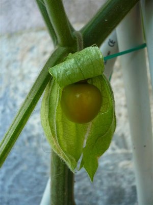 P1030635.JPG (49.33 KiB) Osservato 1388 volte P1030635.JPG