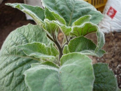 P1050386.JPG (76.35 KiB) Osservato 1056 volte P1050386.JPG