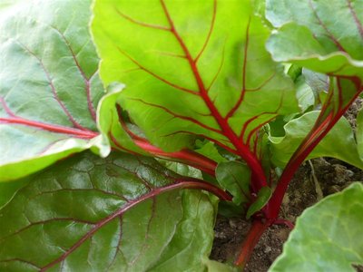 P1050373.JPG (71.97 KiB) Osservato 1056 volte P1050373.JPG