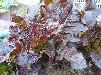 P1050374.JPG (126.73 KiB) Osservato 1056 volte P1050374.JPG