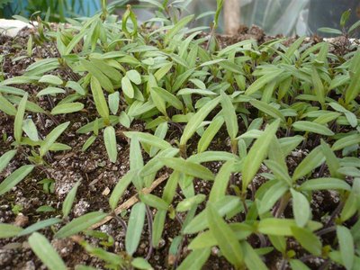 P1050376.JPG (112.13 KiB) Osservato 1056 volte P1050376.JPG