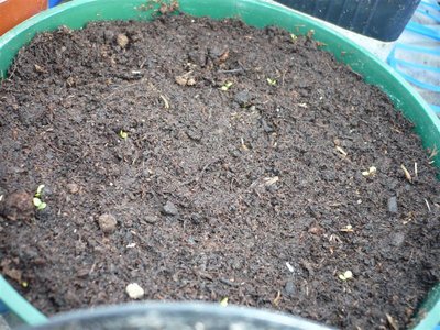 P1050381.JPG (136.76 KiB) Osservato 1056 volte P1050381.JPG