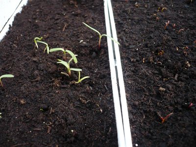 P1050384.JPG (102.35 KiB) Osservato 1056 volte P1050384.JPG