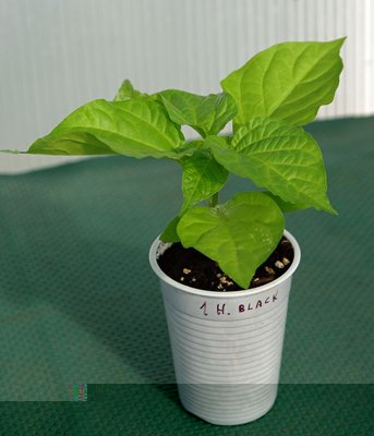Habanero Black.jpg (57.83 KiB) Osservato 1238 volte Habanero Black.jpg