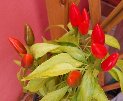 peper.jpg (349.09 KiB) Osservato 1209 volte peper.jpg