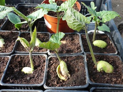 P1050391.JPG (135.39 KiB) Osservato 1060 volte P1050391.JPG