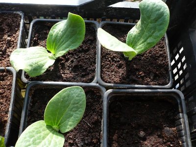 P1050393.JPG (104.55 KiB) Osservato 1060 volte P1050393.JPG