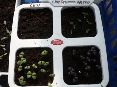 P1050395.JPG (69.64 KiB) Osservato 1060 volte P1050395.JPG