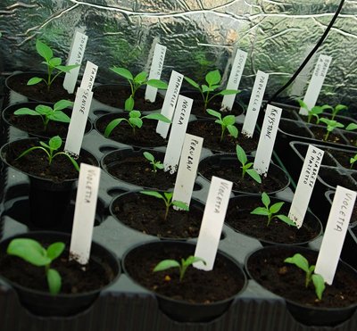 Peperoni e Peperoncini.jpg (121.69 KiB) Osservato 1180 volte Peperoni e Peperoncini.jpg