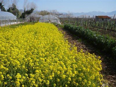 P1050411.JPG (146.97 KiB) Osservato 1060 volte P1050411.JPG