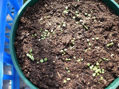 P1050397.JPG (171.56 KiB) Osservato 1060 volte P1050397.JPG