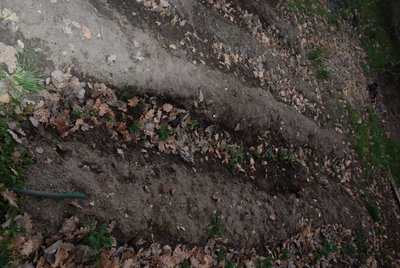 fave.JPG (128.77 KiB) Osservato 954 volte fave.JPG