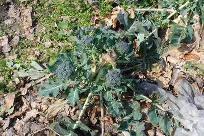 broccoli.JPG (183.14 KiB) Osservato 954 volte broccoli.JPG