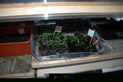 pomodori neri.JPG (90.6 KiB) Osservato 954 volte pomodori neri.JPG