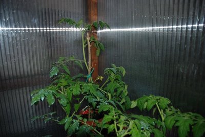 pomodoro fiorito.JPG (99.51 KiB) Osservato 954 volte pomodoro fiorito.JPG