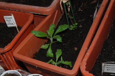 pstevia.JPG (87.1 KiB) Osservato 954 volte pstevia.JPG