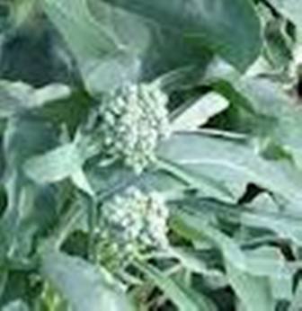 mugnoli salentini.jpg mugnoli salentini.jpg