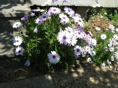 12.jpg (99.44 KiB) Osservato 986 volte 12.jpg