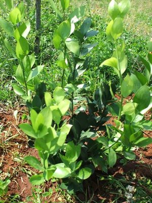 Una delle nostre piante di ruscus, nota, pare, anche come "linguette" e della quale si consumano, cotti, i germogli / ruscus.JPG ruscus.JPG