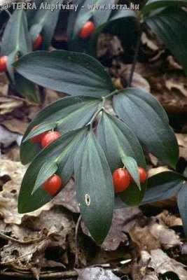 Questa è presa da internet, cosi dovrebbero diventare anche le nostre piante.... / Ruscus_hypoglossum_2977.jpg Ruscus_hypoglossum_2977.jpg