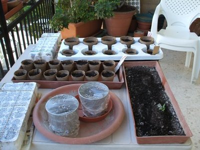 Dal momento che mi avete instillato la semina-mania, il balcone è tappezzato di vasetti... capperi, alchechengi, piselli odorosi, ipomee, viole mammole, rose, mimose pudiche, pomodori, peperoncini. Mah, ce la faremo? / Alchecheni, habanero, rose, pisello odoroso, violetta, pomodori.JPG Alchecheni, habanero, rose, pisello odoroso, violetta, pomodori.JPG